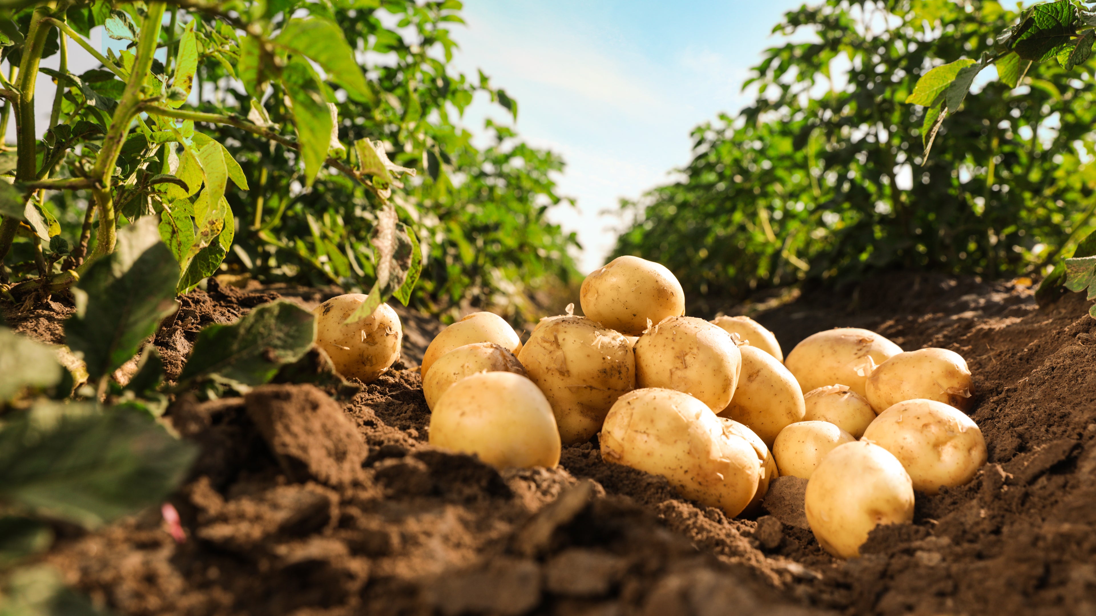 Kartoffelacker vom Hof Grefe in Seelze, Niedersachsen, frische Ernte